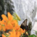 나리식당 Daum카페