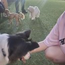 도그와트 이미지