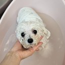 페어리몽드 이미지