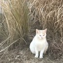 멍레스트 이미지