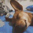 야