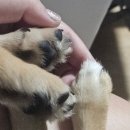 유얼도그 이미지