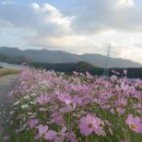 코스모스PC 이미지