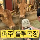 룰루 - 서초구 신반포로3길 8 | 파주 룰루목장 후기｜26개월 19개월 아기와 먹이주기 체험