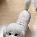 로이즈펫시터 이미지