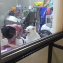 깐쵸네 애견서비스 이미지