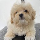 (주)쿨펫 이미지