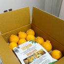 서귀포가정행복상담소 | 제주 서귀포 귤스데이 한라봉 후기 비타민 충전 완료!