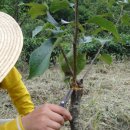 돌배농원 이미지