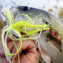 거시기닭갈비 이미지