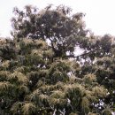 가야2리 이미지