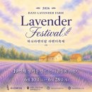 다도 숲으로 민박 | 강원도 고성 가볼만한곳 2026 고성 라벤더축제 | 하늬라벤더팜 기간·입장료·가는법 총정리