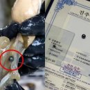 흑진주 이미지