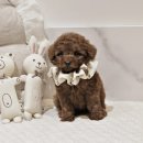 이브애견샵 이미지