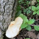 느타리공원 이미지