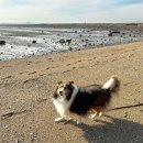 워킹앤워킹 애견유치원&애견호텔 이미지