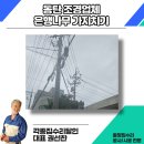 은행나무 - 강릉시 | 동탄 조경업체 은행나무 전지작업 후기