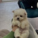 몽냥몽냥 강아지분양 일산점 이미지