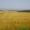 옛날꽁보리밥 이미지