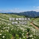 청옥산깨비마을 | 평창 육백마지기 데이지 개화시기 차박 별 명소 숙소 펜션 총정리