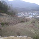 목천농장 Daum카페