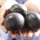 새말농장 이미지