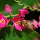 산호 덩굴(Coral Vine, Antigonon leptopus) - 꿀벌들의 축제 향연을.. 이미지