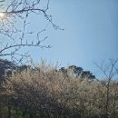 파리바게트 동림푸른마을점 | 동림푸른마을 뒷산 용산 산책, 상상초밥 사시미 후기