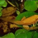 황금개구리 이미지