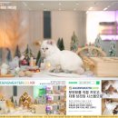 힐링캐터리 이미지