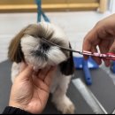 새하얗개 이미지