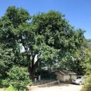 두곡리 은행나무 이미지