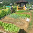 조내기고구마㈜ 이미지