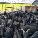 동중농장 이미지