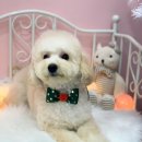 복이네 애견 미용 이미지