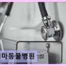 백마동물병원 - 고양시 일산동구 일산로 212 | 백마동물병원