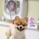 둘리애견미용샵 이미지