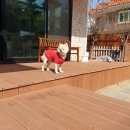 상희독스 아카데미 이미지