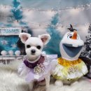 뽀송이네 펫살롱 이미지