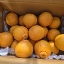 소연농장 | 제주 한라봉 5kg 소연이네 감귤농장