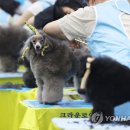 국제애견센터