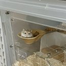 보라펫 | 로보로브스키 햄스터 키우기 : 보라펫, 햄토피아 햄스터 용품 구매 후기
