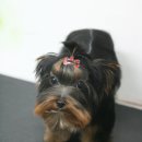 퍼피모리 이미지