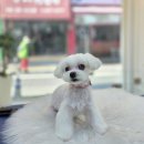 솜사탕 애견미용실 이미지