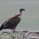 고산대머리수리 이미지