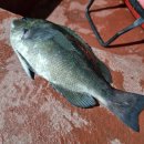 소나무 펜션 | 거제도낚시펜션 후기 겨울 벵에돔 가능한 숙소