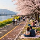 동해역9호광장~동해역삼거리 | 전국 벚꽃축제 일정 및 방문 가이드 &amp; 주차 정보 축제기간