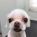 샵댕댕댕 이미지