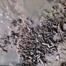 갯벌이야기 | 흥잡이 충남 태안 안면도 실내낚시 갯벌체험 바다이야기 펜션 내돈내산 후기