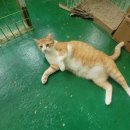 금동이네 이미지